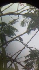 Glaucidium