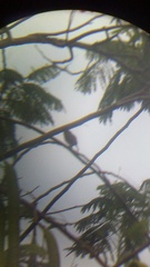 Glaucidium