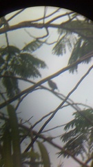 Glaucidium