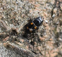 Glischrochilus hortensis
