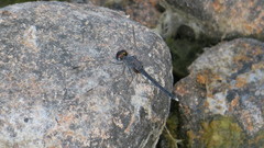 Diplacodes lefebvrii