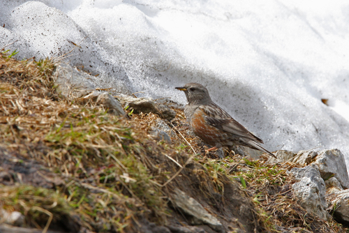 Acentor alpino (Prunella collaris)