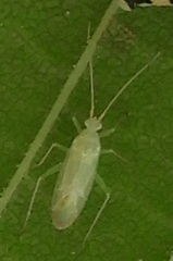 Miridae