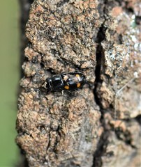 Glischrochilus hortensis