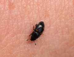 Glischrochilus hortensis