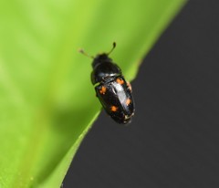 Glischrochilus hortensis