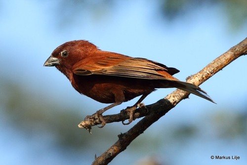 Chestnut Sparrow