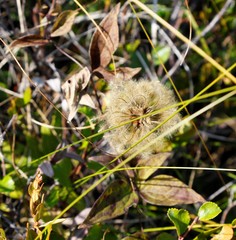 Clematis fusca