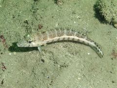 Parapercis xanthozona