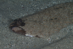 Pseudorhombus dupliciocellatus