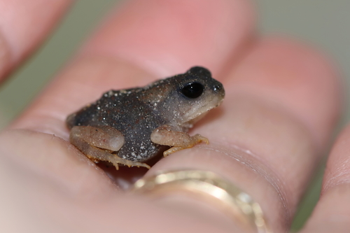 Fowler's Toad, Wading River, NY, USA, photo 8 of 10