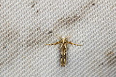 Stathmopoda stimulata