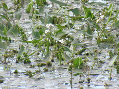 Sagittaria natans