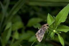 Ercheia cyllaria