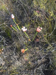 Erica ampullacea