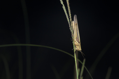 Stenocatantops splendens