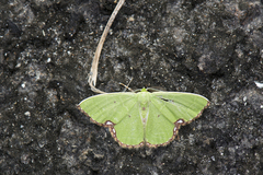 Comibaena procumbaria