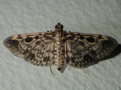 Rhimphaliodes macrostigma
