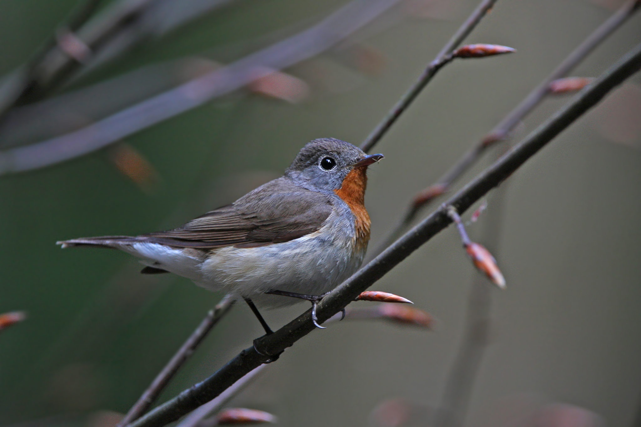 Red-breasted Flycatcher (Ficedula parva)