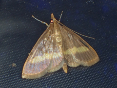 Crocidophora flavofasciata