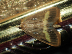 Crocidophora flavofasciata