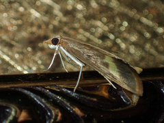 Crocidophora flavofasciata