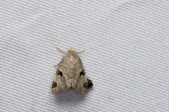 Brevipecten consanguis