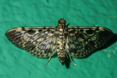 Rhimphaliodes macrostigma