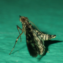 Rhimphaliodes macrostigma