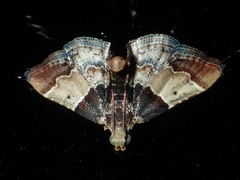 Pyralis pictalis
