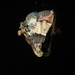 Pyralis pictalis
