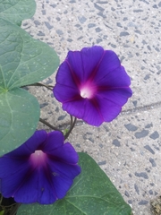 Ipomoea purpurea