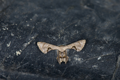 Phazaca alikangensis