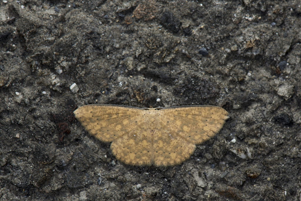 Perixera sarawackaria
