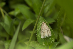 Olulis puncticinctalis