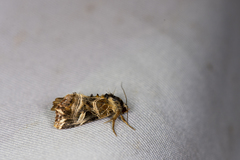 Callopistria repleta