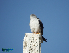 Elanus caeruleus