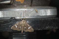 Nosophora