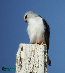 Elanus caeruleus
