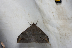 Ischyja ferrifracta
