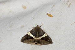 Bastilla praetermissa