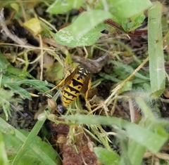 Vespula germanica
