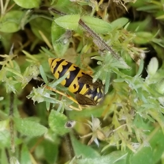 Vespula germanica