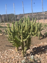 Austrocylindropuntia