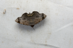 Mecodina albodentata