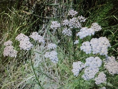 Achillea millefolium