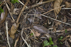 Rhabdoblatta takahashii