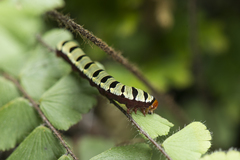 Callopistria guttulalis