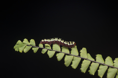 Callopistria guttulalis