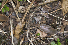 Rhabdoblatta takahashii